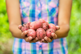 土豆收获的手女人农民女人农民格子衬衫持有他的手桩红色的挖土豆收获概念土豆收获的手女人农民
