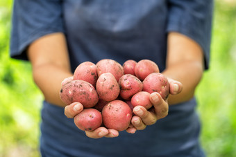 收获红色的土豆的手女人农民的农民持有他的伸出的手群土豆收集从的花园的概念收获和园艺收获红色的土豆手女人农民