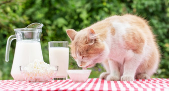 红色的猫吃酸奶油与舌头<strong>表格</strong>与乳制品产品自然绿色背景绿色食物概念漫画空白为广告<strong>项目</strong>红色的猫吃酸奶油与舌头<strong>表格</strong>与乳制品产品