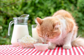 红色的猫表格与乳制品产品吃酸奶油与他的舌头自然绿色背景夏天一天环保自然产品凹陷红色的猫表格与乳制品产品吃酸奶油与他的舌头