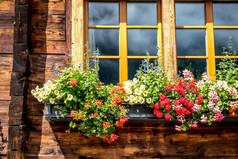 典型的木房子瑞士与它的花