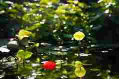 阳光下池塘中的荷叶和红叶