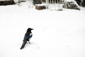大雪中雪地上的喜鹊