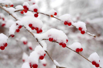 雪后的金银木