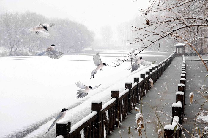 雪中飞舞的灰喜鹊木质高质量摄影图