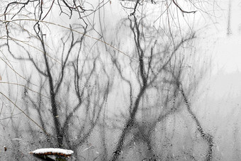 湖面结冰后树枝的倒影