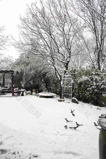 下雪后的私家花园