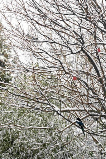 雪后树枝上的灰喜鹊