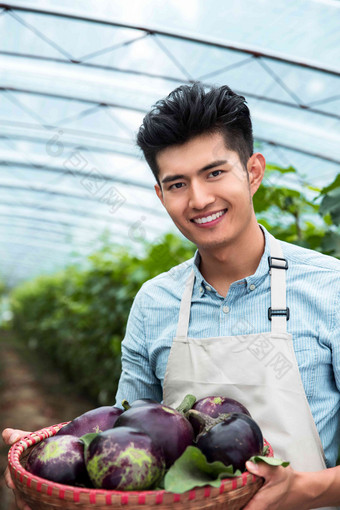 东方青年男人采摘茄子