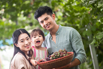 幸福家庭收获葡萄