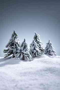 雪后的松树