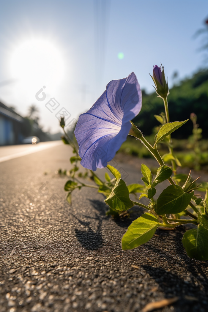 路边小花氛围专业