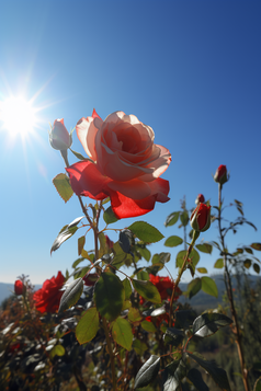 玫瑰花近景摄影图数字艺术8