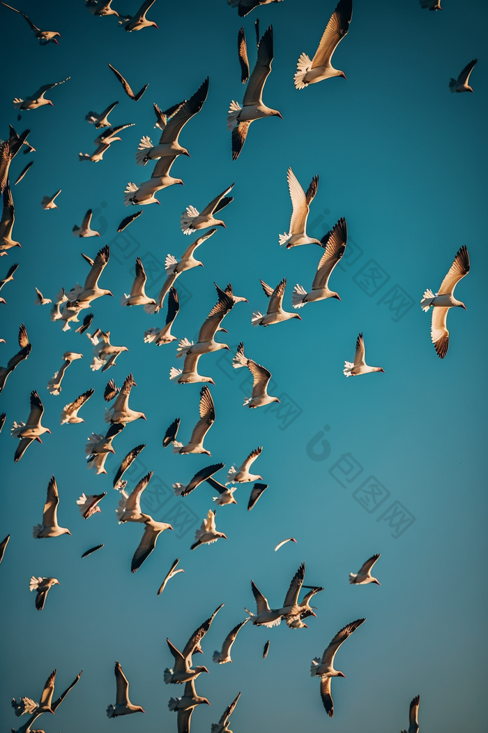 鸟群在天空飞行氛围视觉效果
