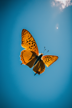 蝴蝶飞行摄影图数字艺术7