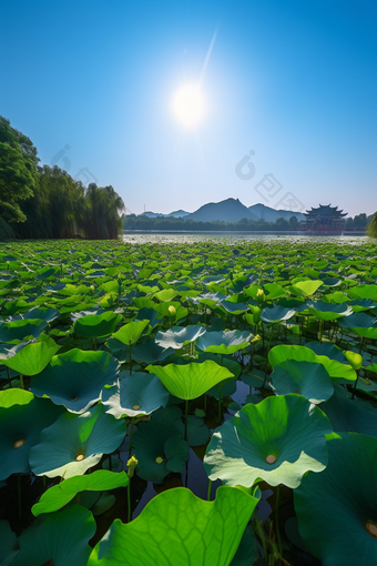 夏季莲花塔建筑湖水塔<strong>夏天荷花</strong>