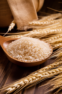 稻米大米粮食谷物麦穗摄影图12