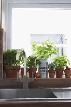 草本植物日益增长的花盆厨房水槽