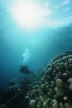 国王ampat印尼太平洋海洋潜水潜水员浅滩射线光流媒体表面