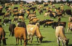 泽西岛乳制品牛绿色牧场