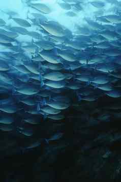 国王ampat印尼太平洋海洋学校拉长热带鱼的一种棘皮动物眼睛喂养浮游生物