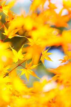 黄色的枫木秋天
