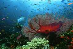 潜水潜水员珊瑚石斑鱼学校鱼珊瑚礁