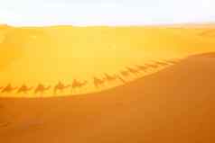 骆驼商队旅行撒哈拉沙漠沙漠
