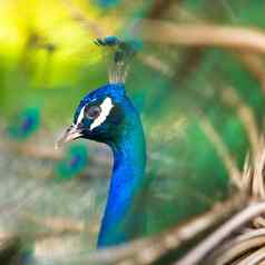 色彩斑斓的孔雀完整的羽毛
