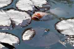 观赏锦 鲤鱼睡莲叶子
