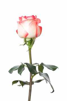 单粉红色的白色玫瑰
