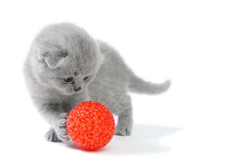 小猫玩球