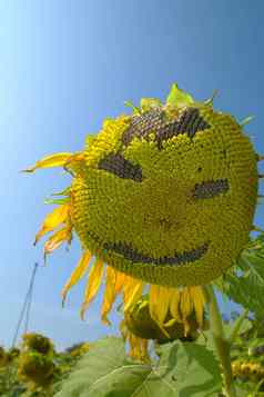 微笑向日葵盛开的