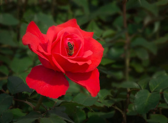 蜜蜂收集蜂蜜中心<strong>大</strong>红色的玫瑰