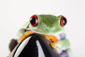 青蛙小动物红色的眼