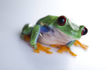青蛙小动物红色的眼