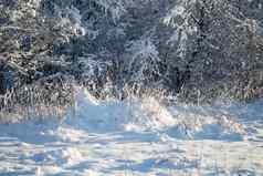 冻树冬天森林