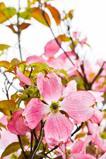 日本山茱萸开花春天