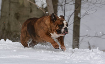 斗牛犬玩雪