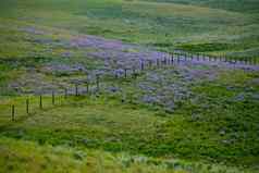 紫色的野花草原牧场土地