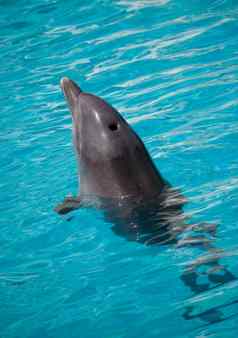 海豚游泳水