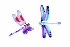 色彩斑斓的蜻蜓飞行昆虫孤立的