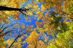 秋天枫木树