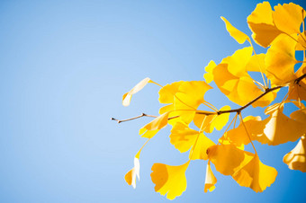 特写镜头<strong>银杏树</strong>分支<strong>黄色</strong>的叶子蓝色的天空秋天