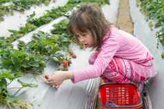 漂亮的年轻的女孩挑选水果草莓农场