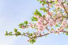 分支粉红色的春天开花樱桃树
