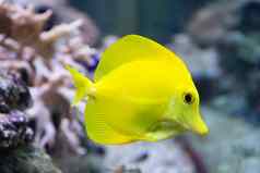 斑马瘤黄色的唐鱼