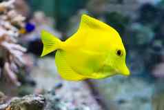 斑马瘤黄色的唐鱼
