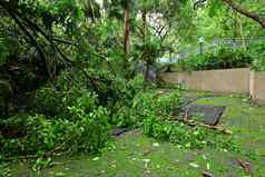 花园损坏的台风