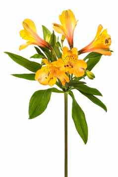 橙色alstroemeria